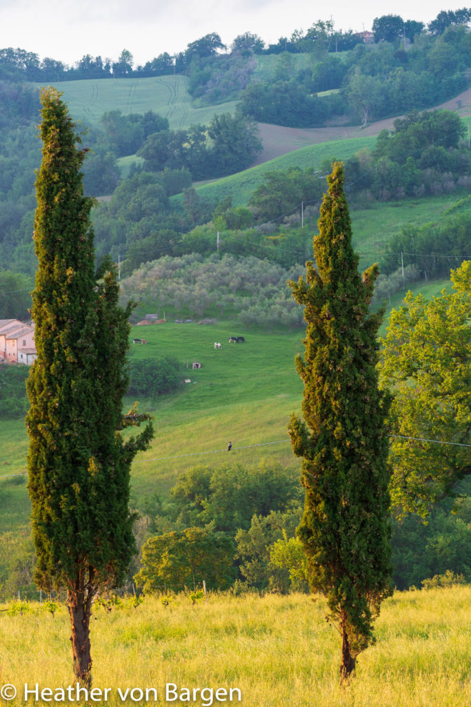 Cows across the valley